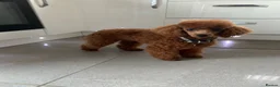Cockapoo dogs for sale: Stunning red toy cockapoo puppies  - Advert 3