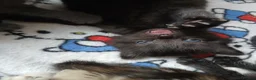 Mixed Breed cats for sale: Six beautiful kittens for sale. - Advert 4