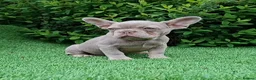 French Bulldog dogs for sale: Gorgeous French Bulldog Puppies  - Advert 7