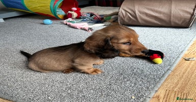 Miniature Dachshund dogs - Advert 8