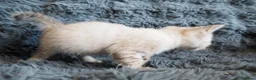 Bengal cats for sale: Silver, Snow Lynx & Brown Rosette Bengals - Advert 19