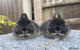 Netherland Dwarf rabbits for sale: Netherland Dwarf Babies & Adults available in Stoke-on-Trent - Image 1