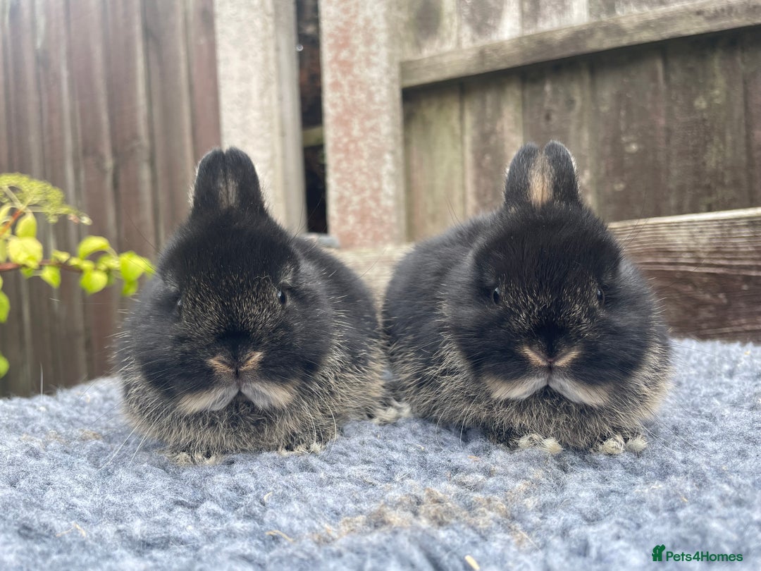 Netherland Dwarf rabbits for sale: Netherland Dwarf Babies & Adults available in Stoke-on-Trent - Image 1