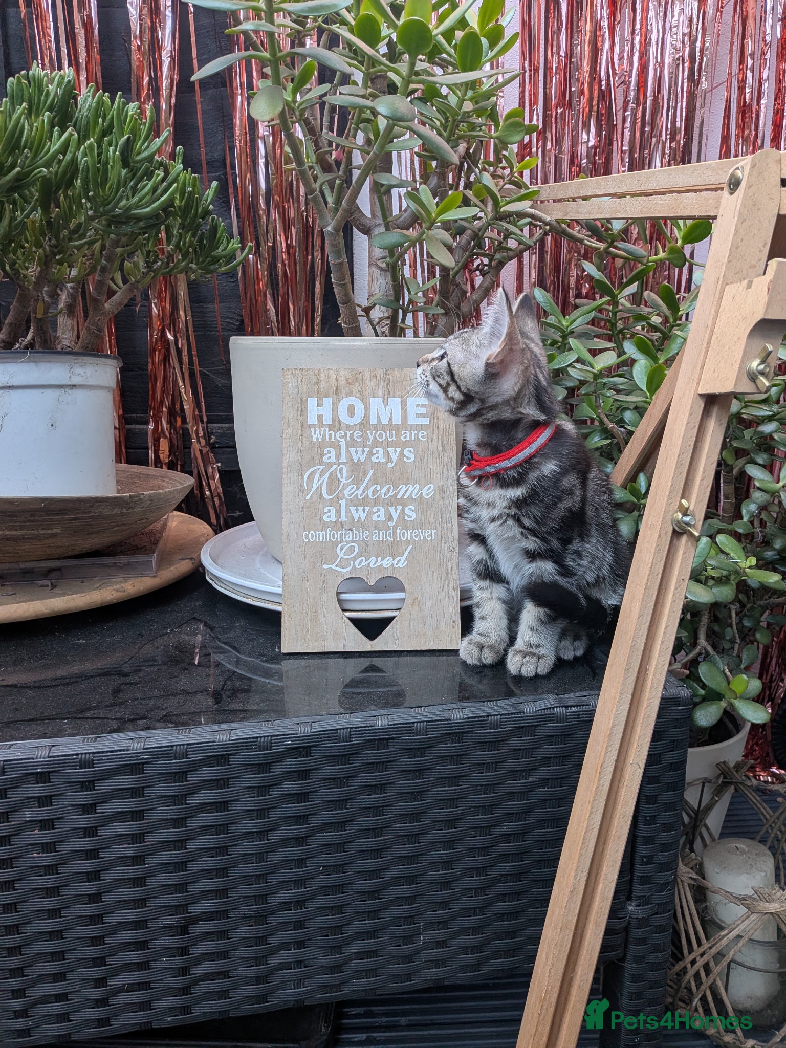 Mixed Breed cats Adorable kittens in London(SE18)😻♥️😻 - Advert 2