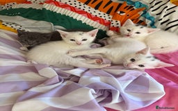 Siamese cats for sale: Two left reduced to find good homes !!!!  - Image 20