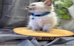 Ragdoll cats for sale: 💎 Purebred Ragdoll kittens-Champion Bloodlines 💎 - Image 18