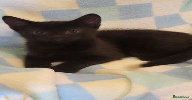 Mixed Breed cats - Advert 3