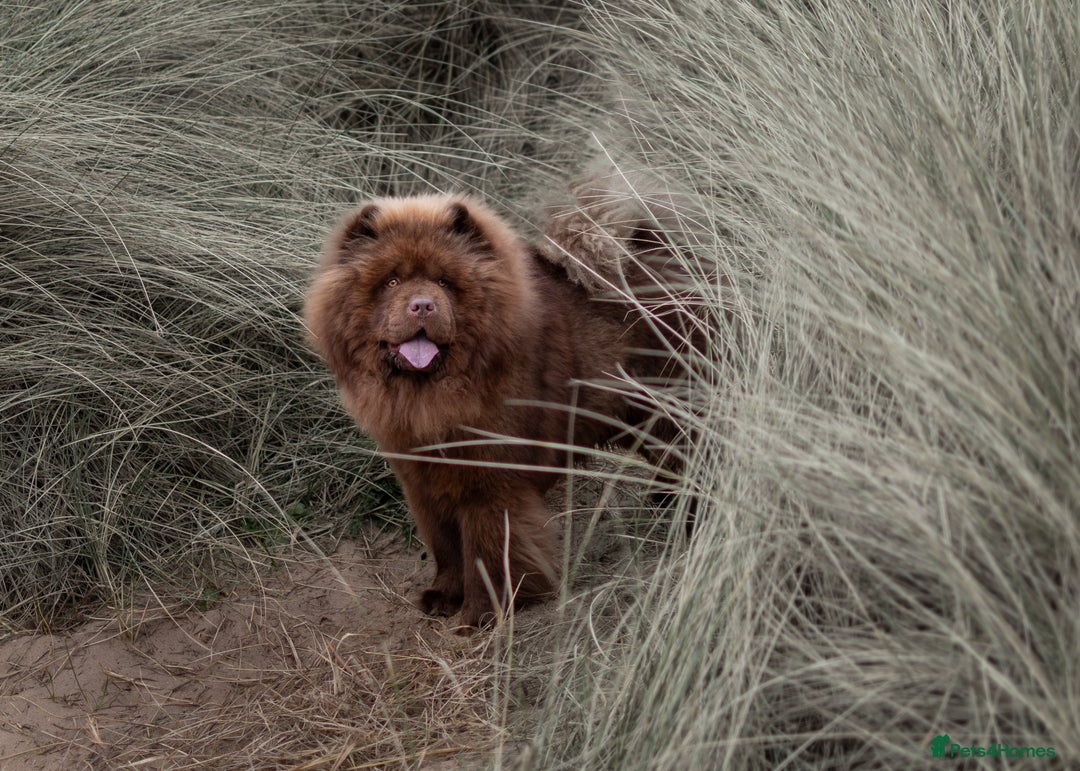 Chow Chow dogs for stud: Luca chocolate chow chow for stud  - Image 3