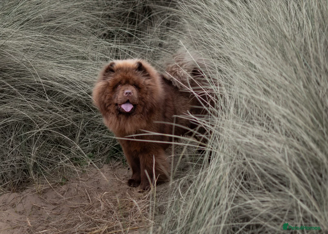 Chow Chow dogs for stud: Luca chocolate chow chow for stud  - Advert 3