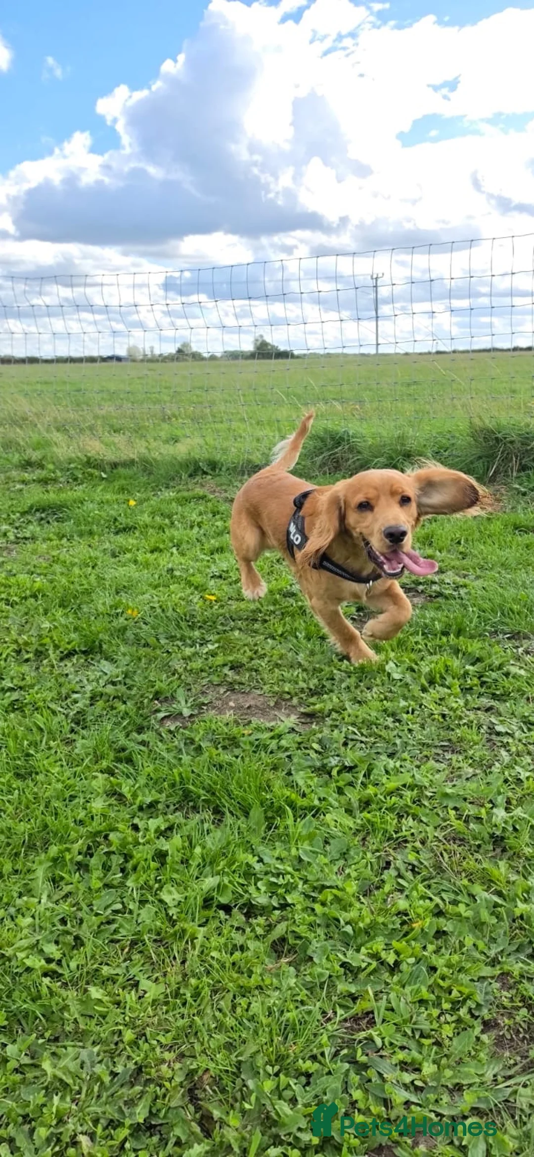 Cocker Spaniel dogs for sale: Milo  in Newark - Advert 1