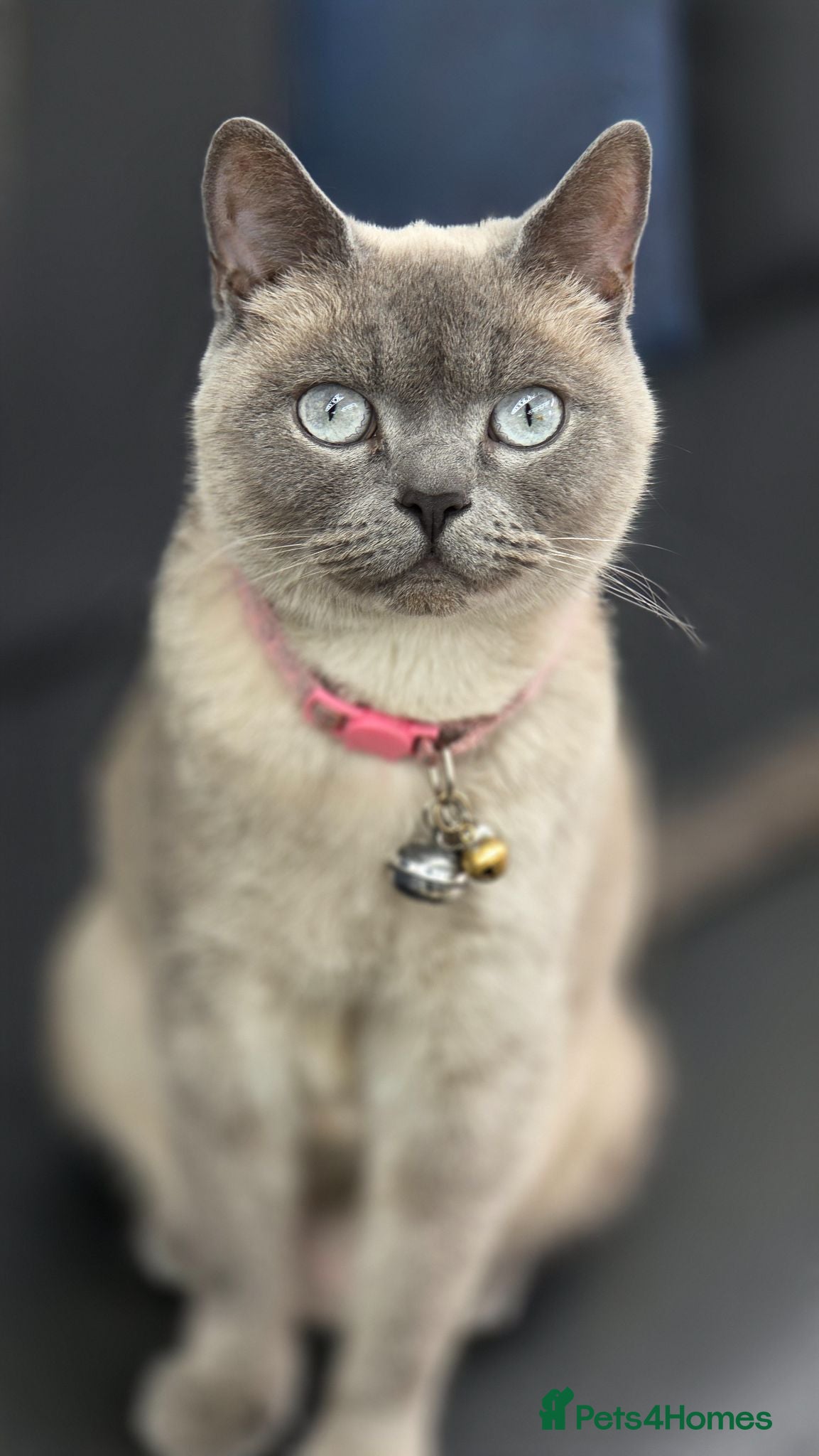 British Shorthair cats Healthy, Playful Kitten – Available Today - Advert 1