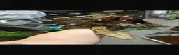 Boa Snake reptiles for sale: BCI male - Advert 5