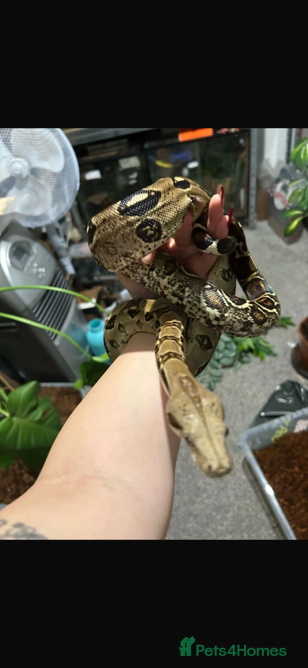 Boa Snake reptiles for sale: BCI male - Advert 5