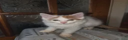 Mixed Breed cats for sale: Ron little ginger white male  in Telford - Advert 3