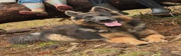 German Shepherd dogs for sale: German Shepherd - Advert 1