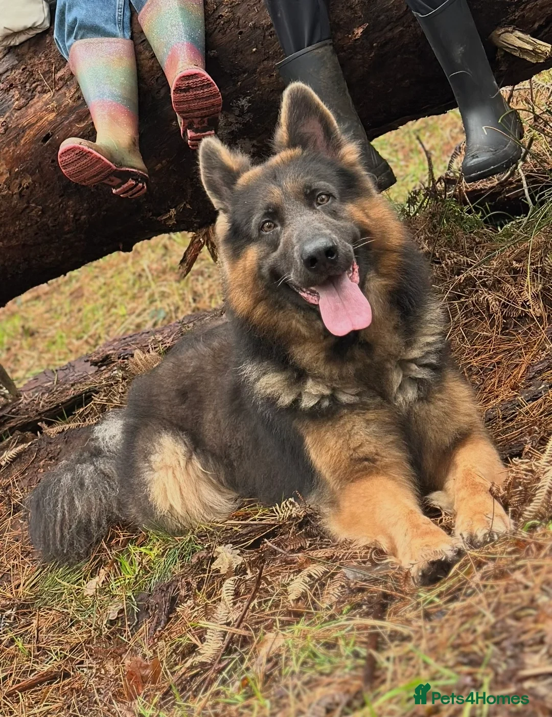 German Shepherd dogs for sale: German Shepherd - Advert 1