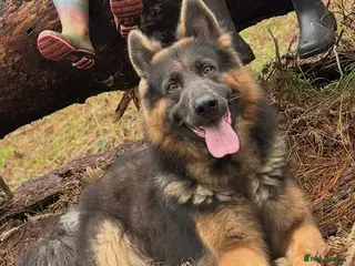 German Shepherd dogs German Shepherd - Advert 1