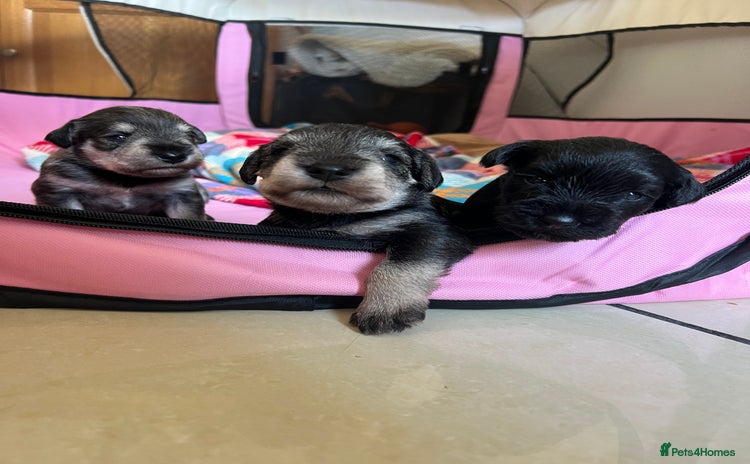 Miniature Schnauzer dogs - Advert 1