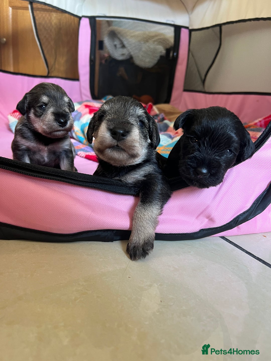 Miniature Schnauzer dogs for sale: Two Gorgeous boys  - Image 1