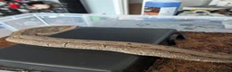 Python Snake reptiles for sale: Male jigsaw royal python approx 5 to 6 years  - Advert 4