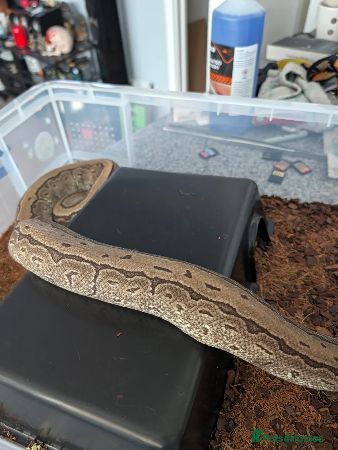 Python Snake reptiles for sale: Male jigsaw royal python approx 5 to 6 years  - Advert 4