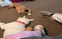 Mixed Breed dogs for sale: Snowy - Image 11