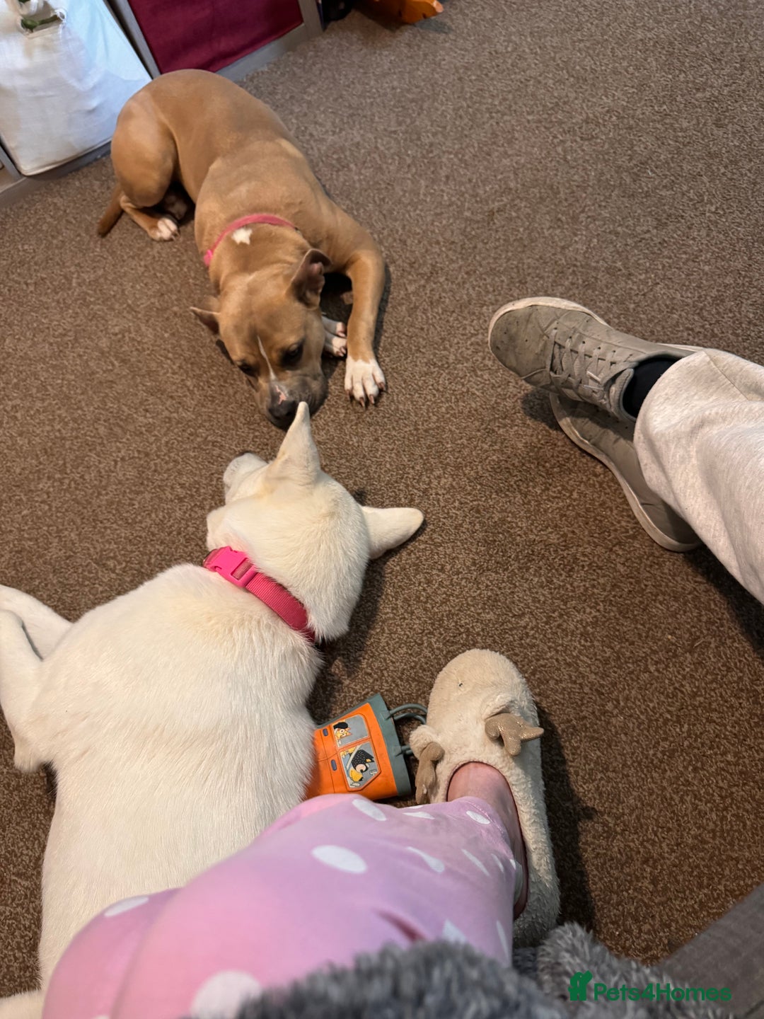 Mixed Breed dogs for sale: Snowy - Image 11