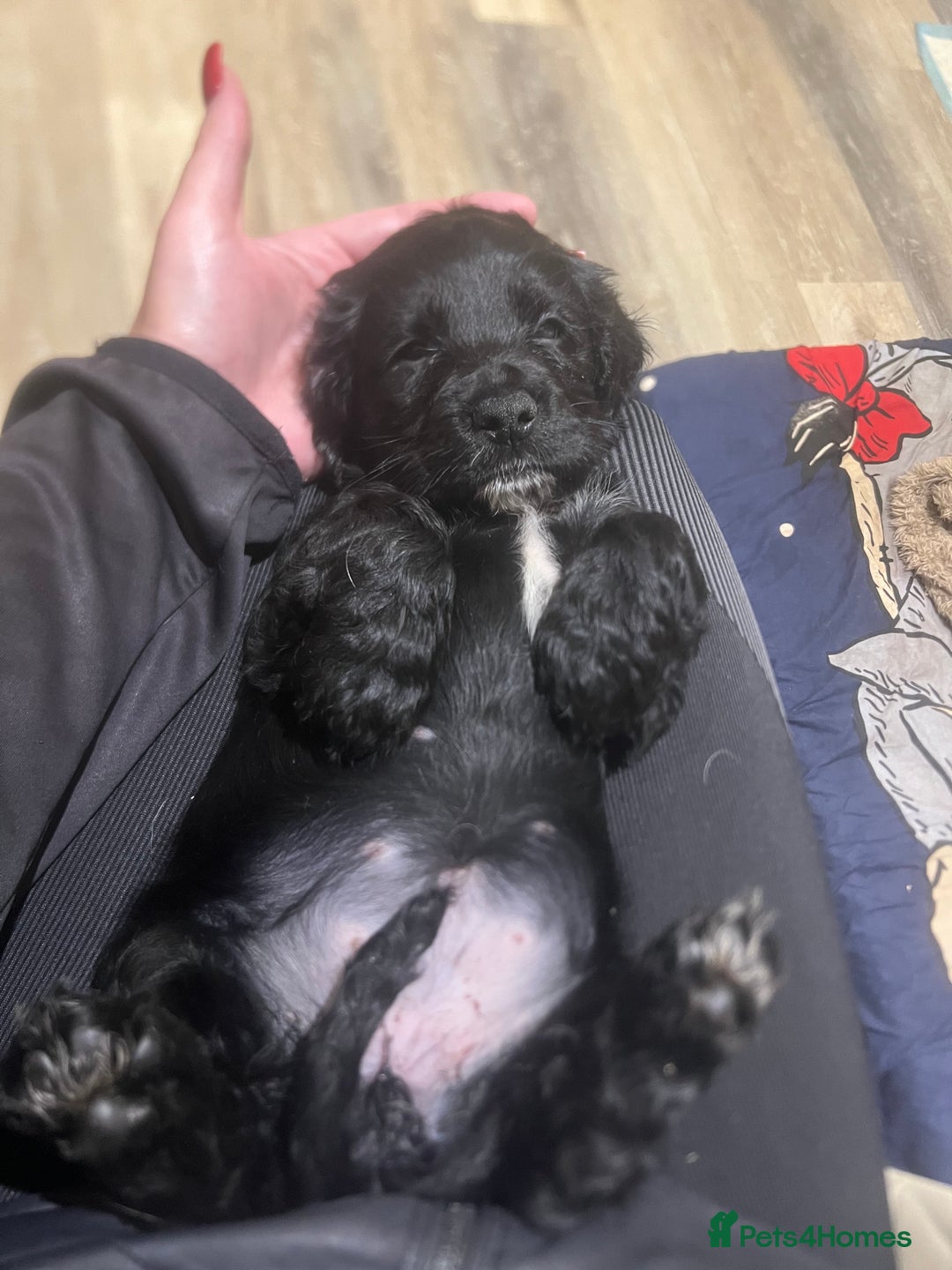Cocker Spaniel dogs for sale:  4 Beautiful Cocker Spaniel Girls 🐶 - Image 4