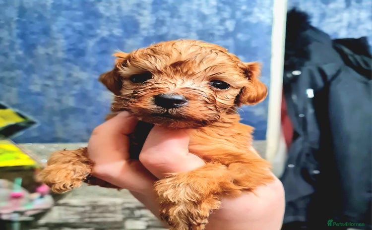 Cockapoo dogs - Advert 4