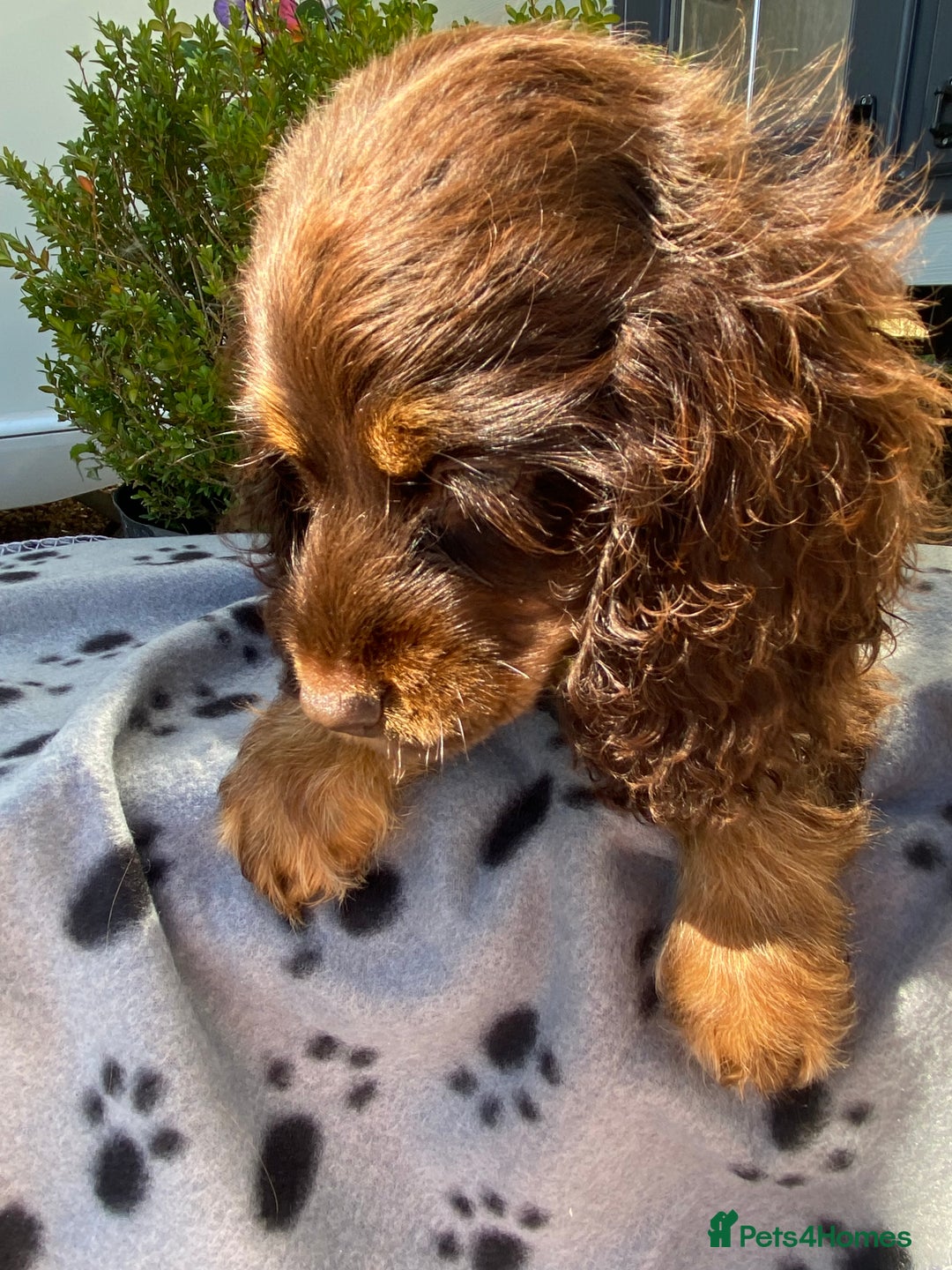 Cockapoo dogs for sale: Gorgeous American cockapoos  - Image 4
