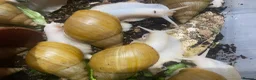 Snails invertebrates for sale: 17 Giant African Land Snails Free to a good home.  in Hartlepool - Advert 3