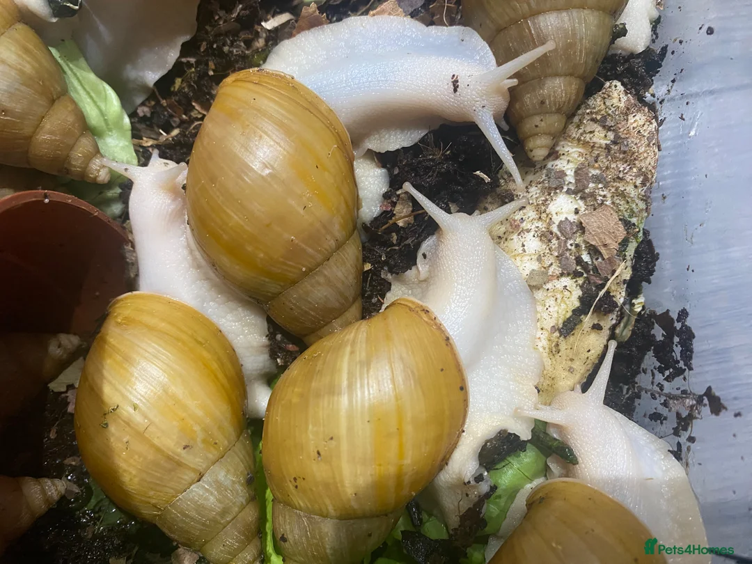 Snails invertebrates for sale: 17 Giant African Land Snails Free to a good home.  in Hartlepool - Advert 3