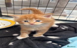 Maine Coon cats for sale: Maine Coon Kittens  - Image 16