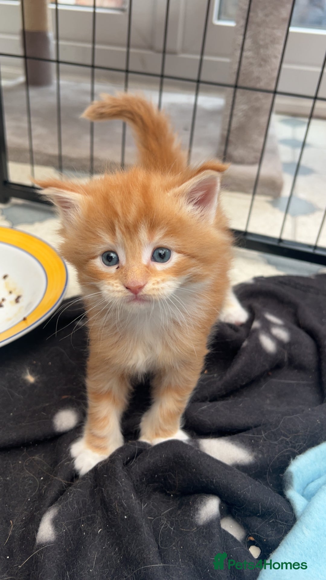 Maine Coon cats for sale: Maine Coon Kittens  - Image 16