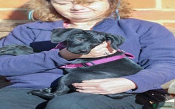 Mixed Breed dogs for adoption: Lively Little Bean - Image 13