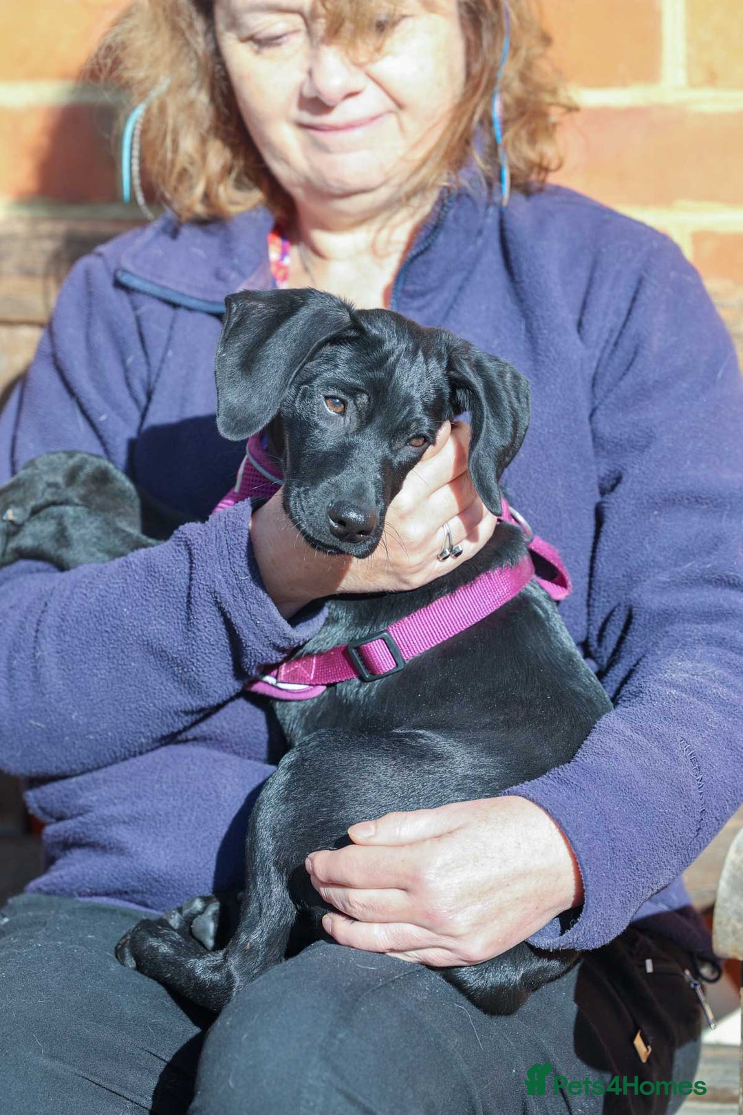 Mixed Breed dogs for adoption: Lively Little Bean - Image 13