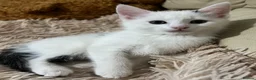 Mixed Breed cats for sale: 6 Lovely Kittens for sale  - Advert 25