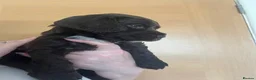 Sprocker dogs for sale: Sprocker puppies  - Advert 9