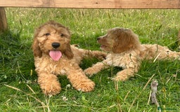 Cockapoo dogs for sale: Fully vaccinated health tested pups - Image 3
