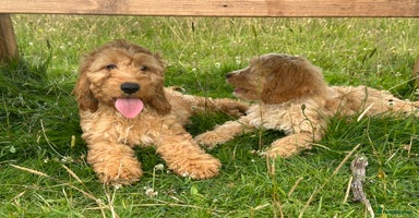 Cockapoo dogs - Advert 2