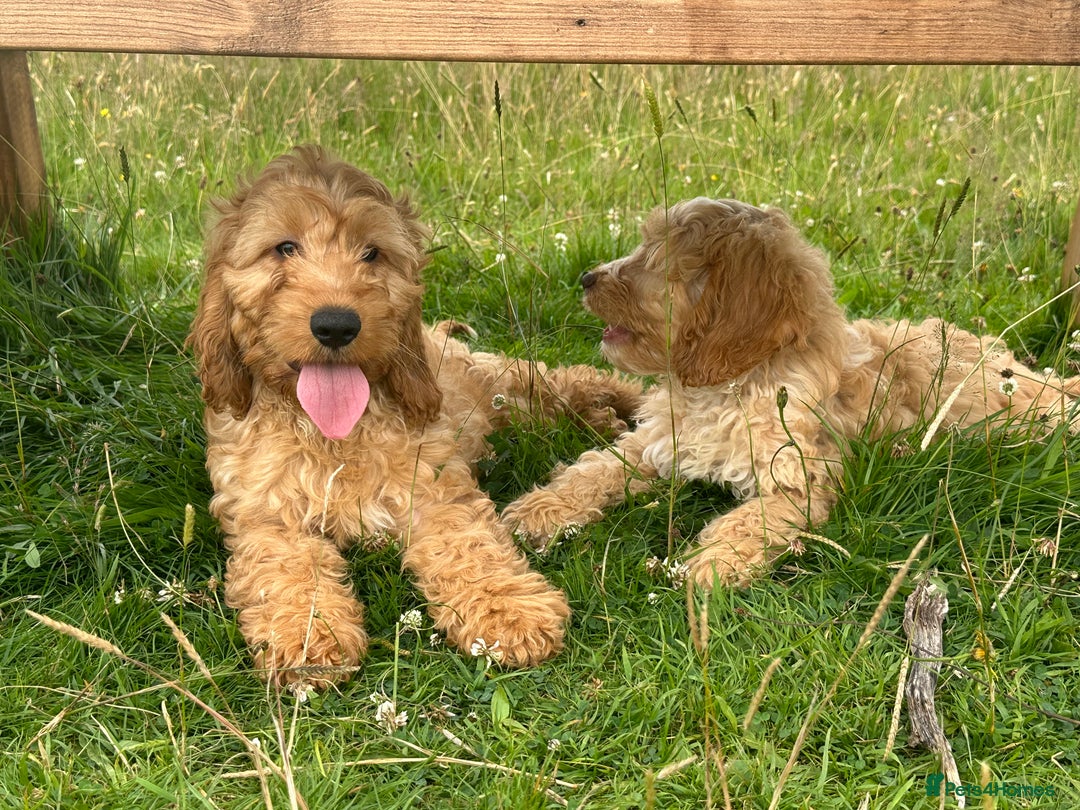 Cockapoo dogs for sale: Fully vaccinated health tested pups - Image 3