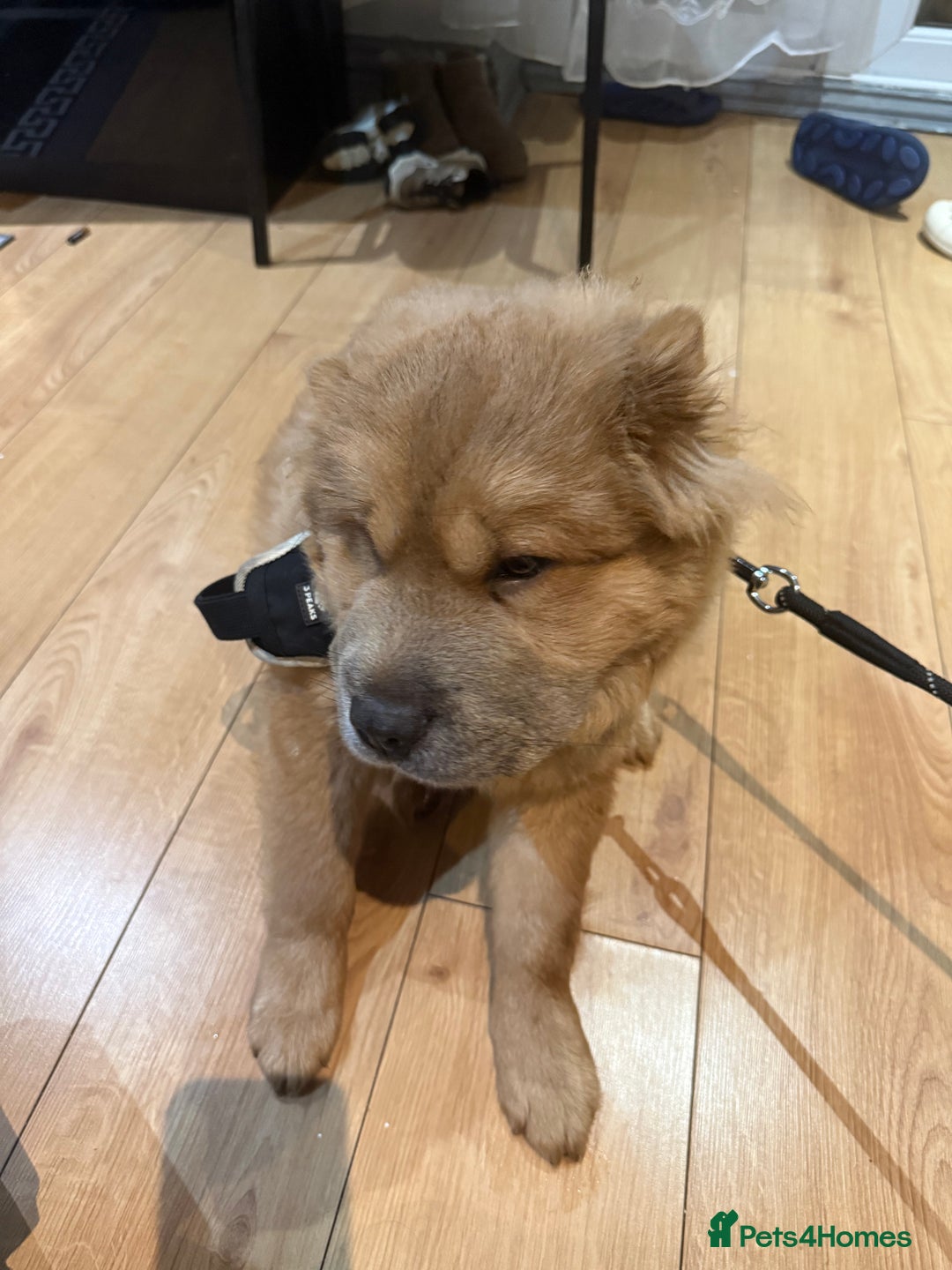 Chow Chow dogs for sale: Chow chow  - Advert 4