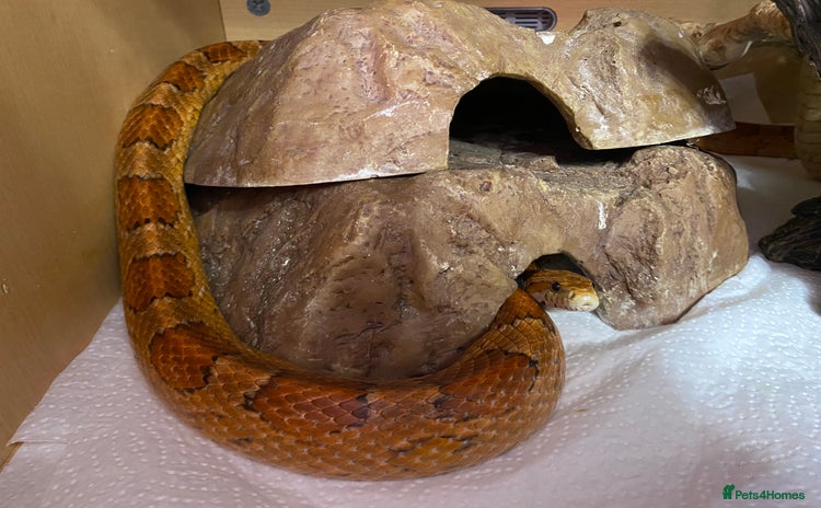 Corn Snake reptiles - Advert 10