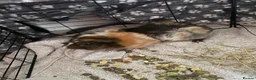 Guinea Pig rodents for sale: Mixed Guinea pigs  in Sunderland - Advert 4