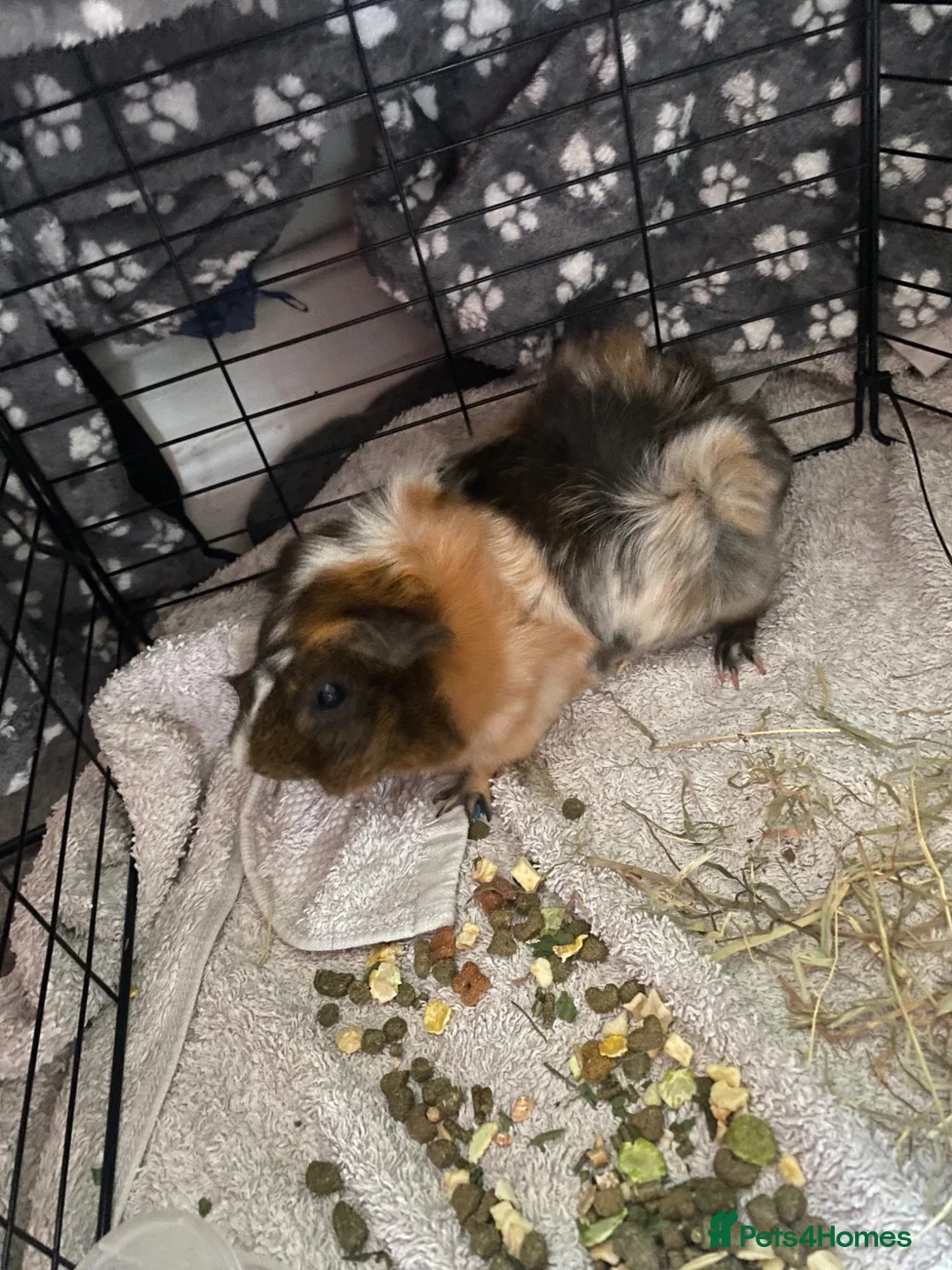 Guinea Pig rodents for sale: Mixed Guinea pigs  in Sunderland - Advert 4