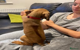 Rhodesian Ridgeback dogs for sale: Pedigree Ridgeback Puppies - READY FOR VIEWING in Scunthorpe - Image 9