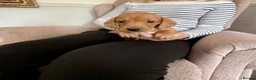 Miniature Dachshund dogs for sale: Beautiful short haired miniature dachshunds in Stansted - Advert 5