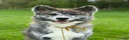 Japanese Akita Inu dogs for sale: Japanese Akita Inu - KODA  - Advert 1