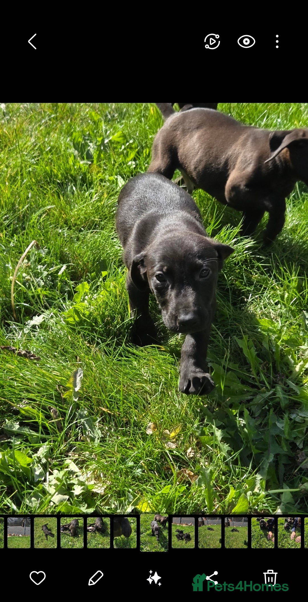 Mixed Breed dogs for sale: Labrador cross saluki puppies - Image 1