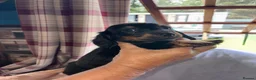Dachshund dogs for sale: Dachshund in Gloucester - Advert 9